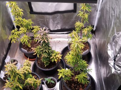 Marihuana-Indoorzuchtanlage mit Cannabispflanzen Bildquelle: Hauptzollamt Schweinfurt