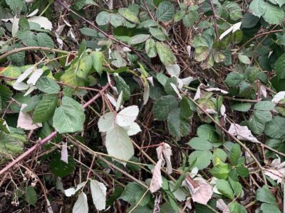 Die Armenische Brombeere ist auch im Landkreis Schweinfurt vielerorts anzufinden. Foto: Brigitte Goss/Landratsamt Schweinfurt