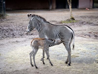 Das Fohlen ist der erste Nachwuchs von Stute Linda. Die Mutter hat es von Beginn an gesäugt und kümmert sich fürsorglich. Bildnachweis: Tiergarten Nürnberg/ Thomas Hahn