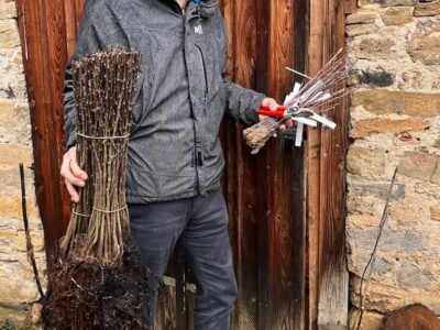 Obstbaumpfleger Christoph Fallenbacher hält Reiser und Obstunterlagen bereit und freut sich auf viele Gartenfreunde beim Veredelungsseminar in Kleinmünster. Foto: Christina Fallenbacher