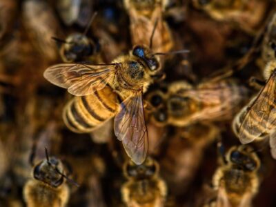 Bienen