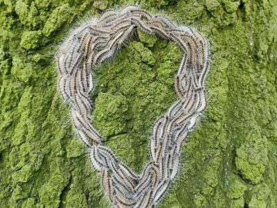 Eichenprozessionsspinner