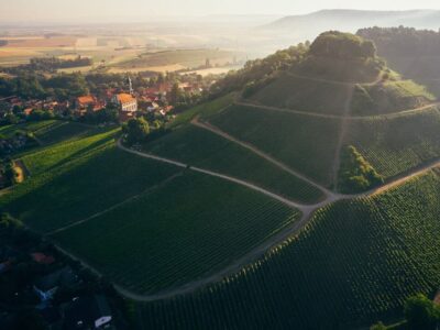 Ort der ersten Pflanzung des Silvaners im Jahr 1659 in Franken: Der Schlossberg in Castell. Foto: Peter Bender