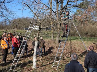 Micha Specht (auf der Leiter) erklärt was beim Obstbaumschnitt zu beachten ist. Foto: Lukas Bandorf