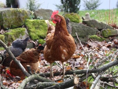 Hermann Fien beleuchtet in seinem Vortrag einen Tag im Leben eines Huhns. / Foto: Martin Kremer