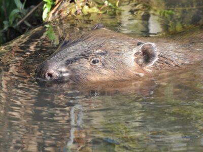 Der Biber hat den gesamten Landkreis Fulda inzwischen wieder für sich erobert. / Foto: Karl-Friedrich Abe