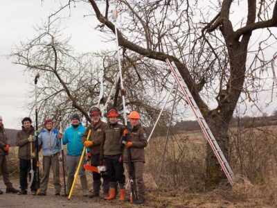 Ausgerüstet mit Hochentaster, Motorsäge, Astschere und Handsäge wurde in einer gemeinsamen Aktion ein Streuobstbestand von den sogenannten Halbschmarotzern befreit. / Foto: Tobias Birkwald