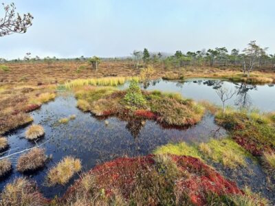 Lebensräume, die auf ausreichend Wasser angewiesen sind, haben es heutzutage oft schwer. / Foto: Arnulf Müller