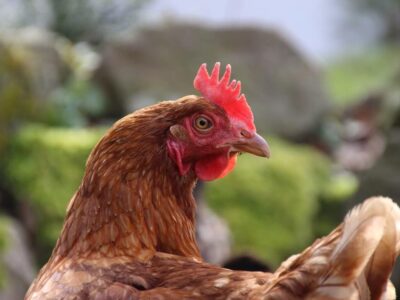 Hühnerhaltung hat sich im Laufe der Jahre zu einem beliebten Hobby etabliert – vor allem bei jungen Menschen. / Foto: Martin Kremer