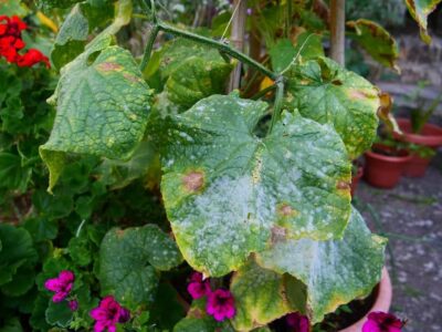 Echter Mehltau an Gurkenpflanze, Foto: Brigitte Goss/Landratsamt Schweinfurt