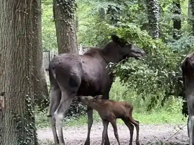 Elchkalb und Elchmutter