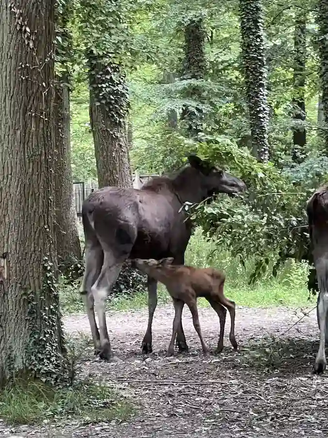 Elchkalb und Elchmutter