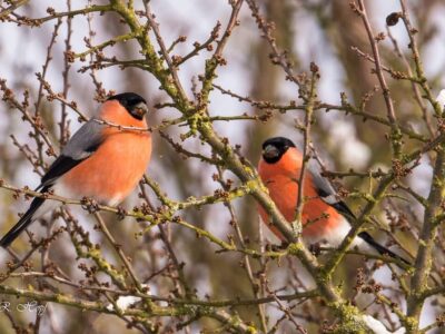 Singvögel wie der heimische Gimpel benötigen jedoch nachts vor allem Ruhe und Dunkelheit, wie wir Menschen auch. / Foto: Reimund Hopf