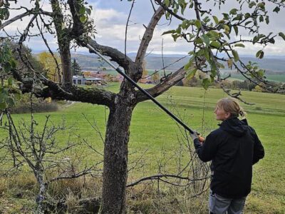 Pflege der wertvollen Streuobstwiese in Hümpfershausen / Foto: J. Gombert