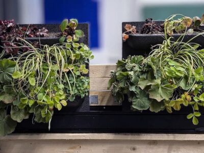 Erster Versuchsaufbau im Labor am THWS-Campus Konrad Geiger – Fassadenpaneele bestückt mit unterschiedlichen Pflanzen. Die Paneele werden mit verschiedenen Sensoren zur automatisierten Bewässerung und Umweltüberwachung ausgestattet (Foto: Daniel Drobizow)