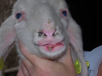 Die Blauzungenkrankheit schreitet in Unterfranken voran. Deswegen raten die Amstierärzte, empfängliche Tiere impfen zu lassen. Unser Bild zeigt ein infiziertes Lamm aus dem Jahr 2008. Foto: Markus Menn / Landratsamt Haßberge