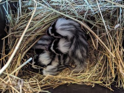 Nach einigen Wochen bildete sich die typische schwarz-weiße Zeichnung der Jungtiere heraus. Hier ein Foto von Mitte April. Auf den ersten Blick ähneln Streifenwiesel damit den Stinktieren, mit denen sie jedoch nicht näher verwandt sind. Bildnachweis für alle Fotos: Dagmar Fröhlich / Tiergarten Stadt Nürnberg