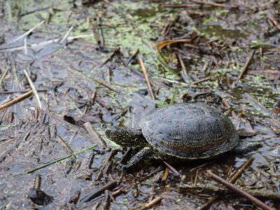 Insgesamt 30 Europäische Sumpfschildkröten haben seit vergangener Woche eine neue Heimat in Südhessen. Darunter waren auch sieben Tiere, die im Tiergarten aufgezogen wurden