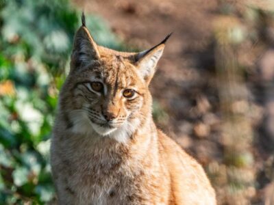 ildquelle: Alexander Sommer / BUND Thüringen