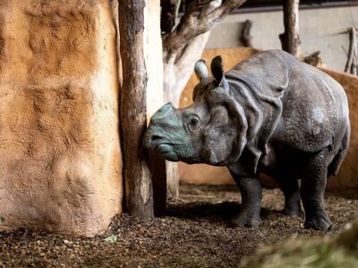 Der Nashornbulle Gainda kurz nach seiner Ankunft im Dickhäuterhaus des Nürnberger Tiergartens. Auf dem Foto ist sein Gesicht grünlich von der Transportkiste – Nashörner reiben sich das Horn an Bäumen, Steinen und Gegenständen. Im Horn befinden sich keine Nerven, das Schleifen ist für sie nicht mit Schmerzen verbunden.